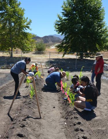 Summer Youth Academy members work in the Cultural Garden, guided by staff from the Soboba Cultural Resource Department Summer Youth Academy members work in the Cultural Garden, guided by staff from the Soboba Cultural Resource Department