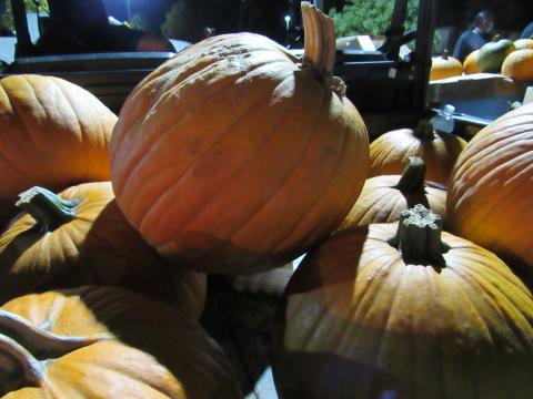 A pumpkin give-away was just one of the treats enjoyed by hundreds of participants in the drive-through trunk-or-treat event at the Soboba Sports Complex on Saturday A pumpkin give-away was just one of the treats enjoyed by hundreds of participants in the drive-through trunk-or-treat event at the Soboba Sports Complex on Saturday