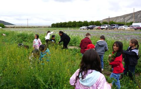 Students gather beets and other vegetables and fruits during a field trip to Bautista Creek Ranches, April 16 Students gather beets and other vegetables and fruits during a field trip to Bautista Creek Ranches, April 16