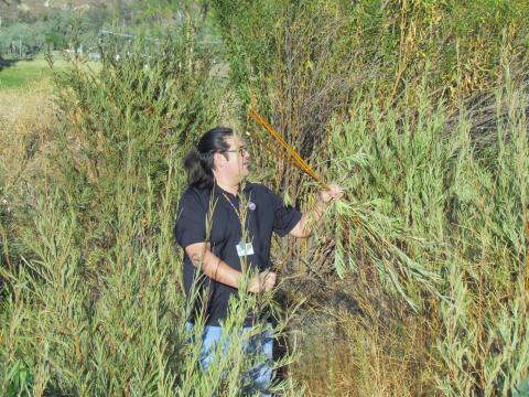 Steven Estrada guided a gathering of willow reeds to be used for making seed beaters during last month’s Soboba Cultural Program Series presentation. Steven Estrada guided a gathering of willow reeds to be used for making seed beaters during last month’s Soboba Cultural Program Series presentation.