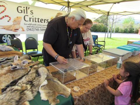 Kwiinamush Maxcy, 3, is fascinated with lizards and other creatures being shown to her at the Gil’s Critters station during Soboba’s Tribal Earth Day Kwiinamush Maxcy, 3, is fascinated with lizards and other creatures being shown to her at the Gil’s Critters station during Soboba’s Tribal Earth Day