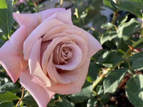 A perfect rose blooms in the garden that Adona and Adrian Salgado recently started at their Soboba Reservation home A perfect rose blooms in the garden that Adona and Adrian Salgado recently started at their Soboba Reservation home