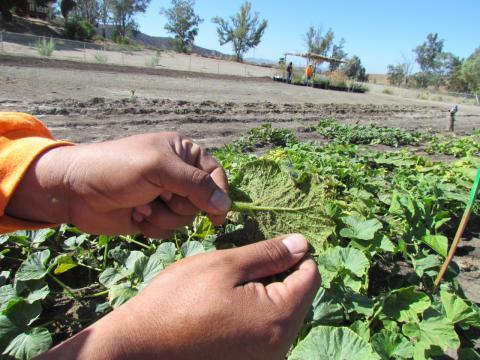 TLRM crew member Eloyd Rodriguez shows the underside of a leaf explaining the importance of regularly cleaning all leaves to prevent deterioration.  TLRM crew member Eloyd Rodriguez shows the underside of a leaf explaining the importance of regularly cleaning all leaves to prevent deterioration.