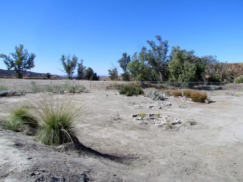 About one-third of the garden is dedicated to the growth of Native plants such as sage, willow and mesquite. About one-third of the garden is dedicated to the growth of Native plants such as sage, willow and mesquite.
