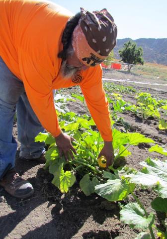 Eloyd Rodriguez shows one of the button squashes that is growing in the Soboba Cultural Department Native/Community Garden. Almost daily, the crew harvests several items that have reached maturity. Eloyd Rodriguez shows one of the button squashes that is growing in the Soboba Cultural Department Native/Community Garden. Almost daily, the crew harvests several items that have reached maturity.