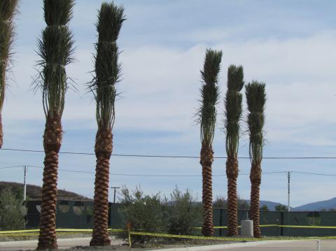 Palm tree lined entrances will greet visitors to the Soboba Casino Resort Palm tree lined entrances will greet visitors to the Soboba Casino Resort