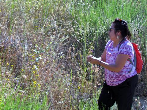 Ann Brierty, Soboba’s Cultural Department Coordinator, picked a chia plant to show the many seeds within each bud Ann Brierty, Soboba’s Cultural Department Coordinator, picked a chia plant to show the many seeds within each bud